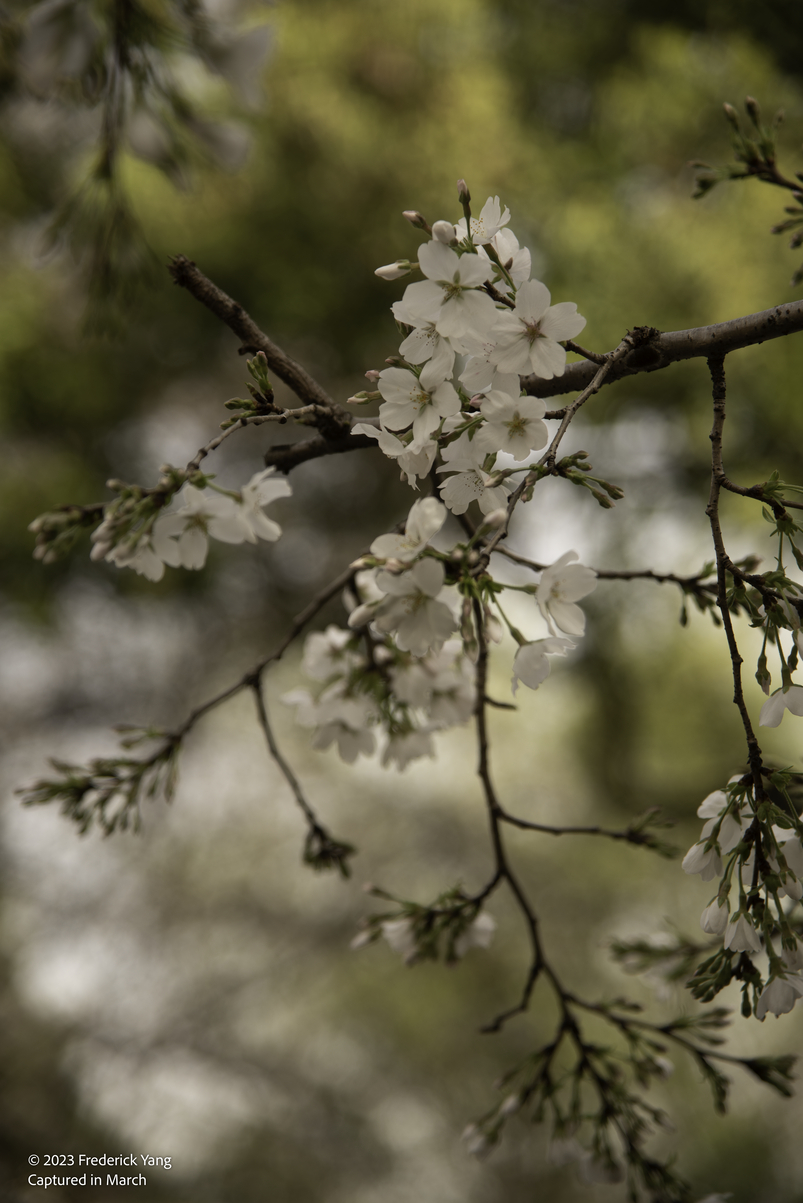 Sakura Mar. 12-6693